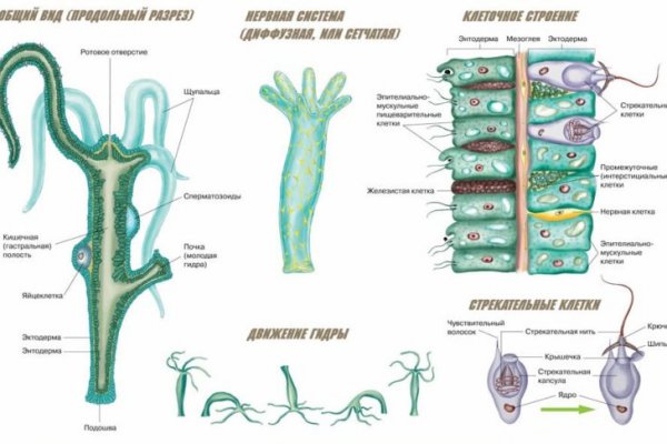 Kraken зеркало krakens13 at