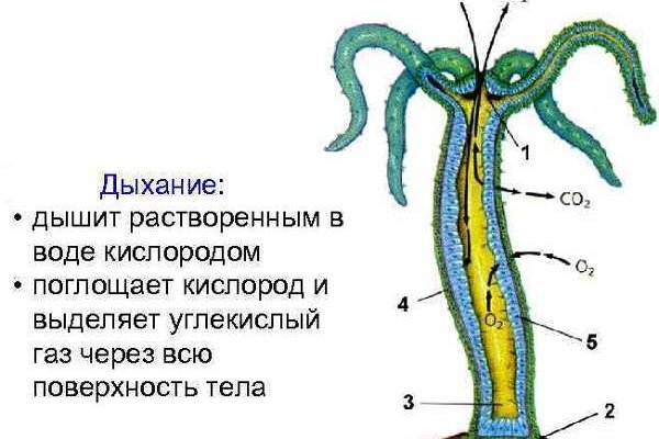 Кракен как зайти через тор браузер